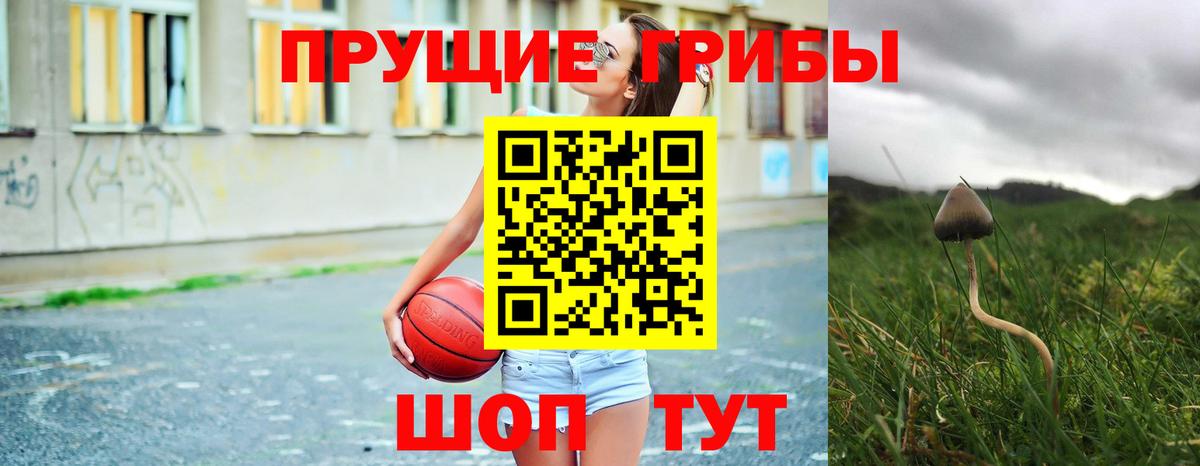 Галлюциногенные грибы Psilocybe Зима